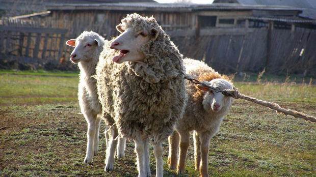  Во Львовской области рейдер морит голодом 850 овец, по цене более 500 евро за каждую